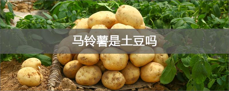 马铃薯是土豆吗 马铃薯和土豆一样吗
